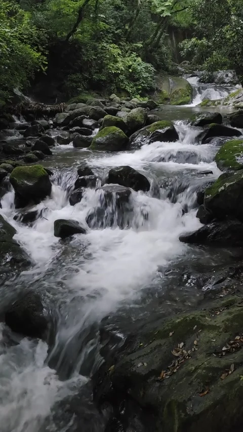 Mountain Stream Flowing Through a Lush Green Forest in Japan Video stock 340940475