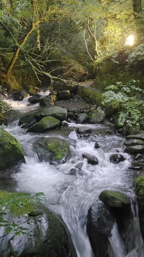 Mountain Stream Flowing Through a Lush Green Forest in Japan Video stock 340940477