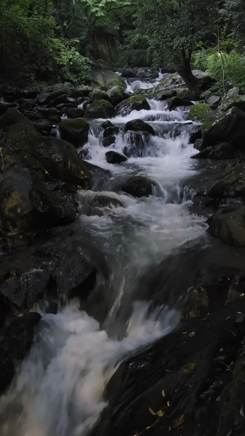 Mountain Stream Flowing Through a Lush Green Forest in Japan Video stock 340940478
