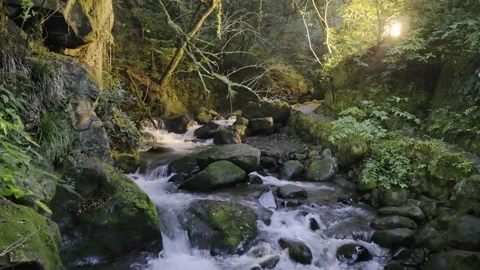Mountain Stream Flowing Through a Lush Green Forest in Japan Video stock 340940486