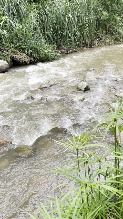 Mountain Stream Flowing Through Lush Green Forest Stock Footage 342316539