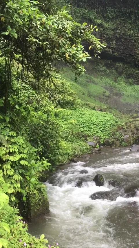 Mountain Stream Flowing Through Lush Tropical Forest, West Java, Indonesia. Видео 344401385