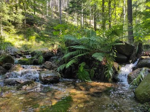 Mountain stream flowing through the lush greenery of a fern in the forest. .. Stock Photos