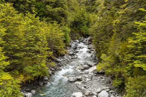 Mountain Stream Flowing Through Lush Forest Gorge Stock Photos