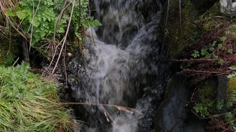 Mountain Stream Flowing Through Mossy Forest Stock Footage 305481025
