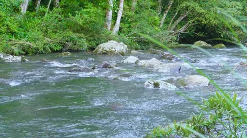 Mountain Stream Flowing Through Rocks and Forest – 4K Nature Soundscape Stock Footage 310038264