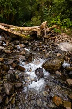Mountain stream flowing through rocks in forest Фото