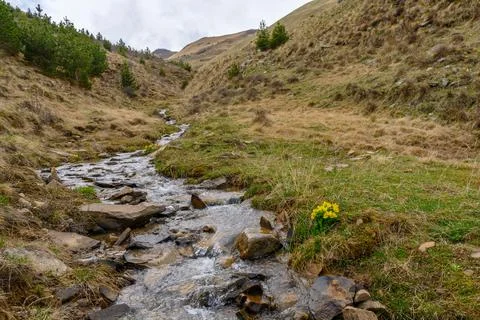 A mountain stream flowing through a valley with yellow daffodils in the foreg Stock Photos