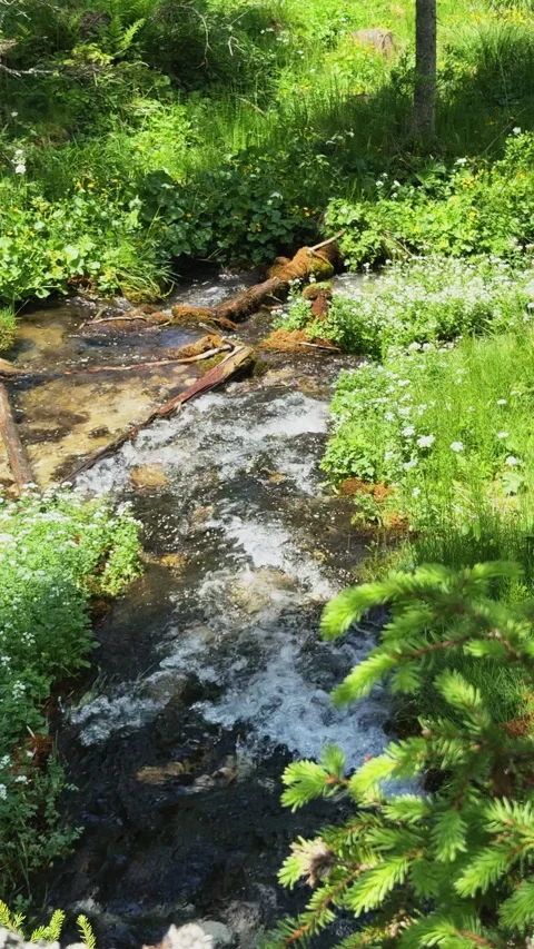 Mountain stream flowing through a verdant forest Stock Footage 341772214