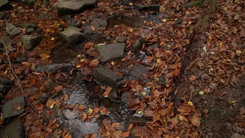 Mountain Stream Flowing Under Golden Autumn Leaves Stock Footage 337637984