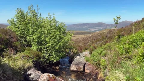 Mountain stream flowing to valley past green leafy tree Stock Footage 319664782