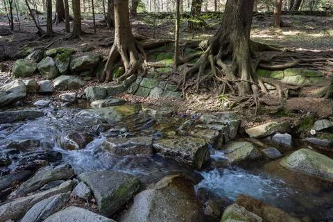 A mountain stream flows between large boulders and winding tree roots. The .. Фото