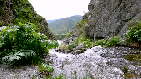 A mountain stream flows in the mountains Stock Footage 90613311
