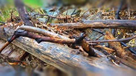 Mountain stream flows over fallen logs Stock Footage 88629257