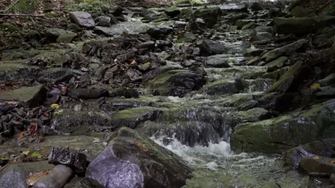 Mountain stream flows on the stone green fern and moss 4 k Stock Footage 138868118