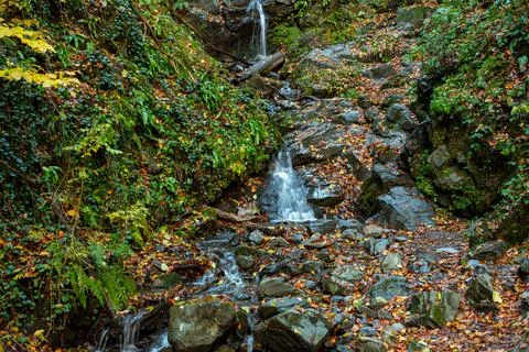 Mountain stream flows through the autumn forest Stock Photos