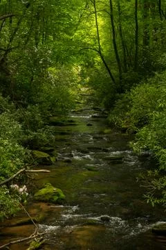 Mountain Stream Flows Through Bright Green Forest In South Carolina 库存照片