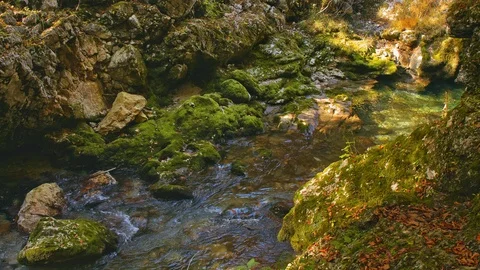 Mountain stream flows through a canyon of moss-covered stones. Stock Footage 119557817