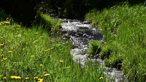 Mountain Stream Flows Through Lush Green Grass Stock Footage 71460613