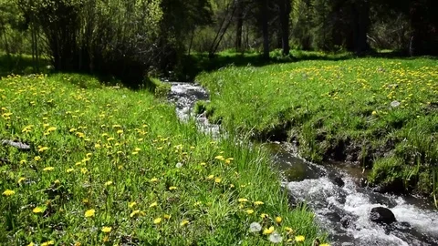 Mountain Stream Flows Through Lush Green Grass Stock Footage 71460753