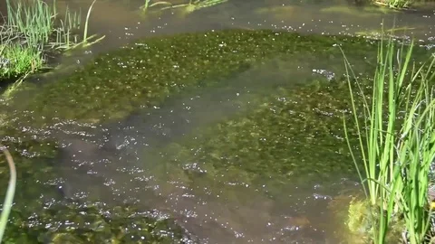 Mountain Stream Flows Through Lush Green Grass Stock Footage 71460818