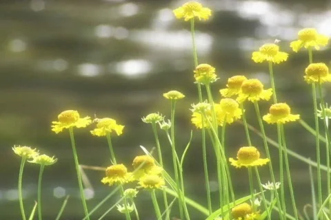 Mountain Stream 스톡 동영상 335265