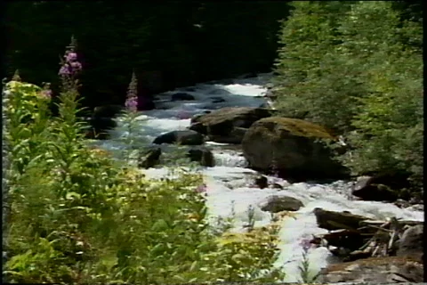 Mountain Stream Video stock 343554