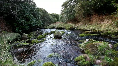 Mountain Stream Video stock 681680
