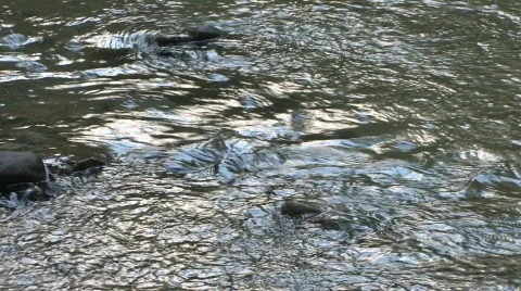 Mountain Stream 動画素材 831554