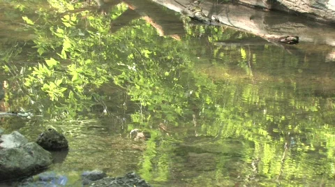 Mountain Stream Video stock 831555