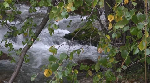 Mountain Stream Video stock 4720698