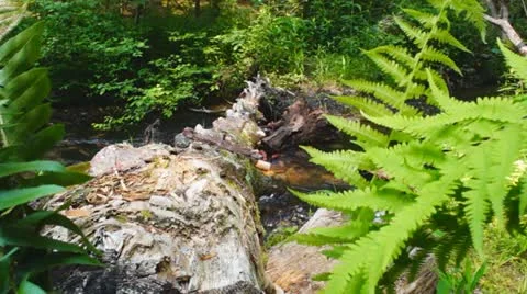 Mountain Stream Stock Footage 11112471