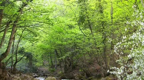 Mountain stream Stock Footage 20572337