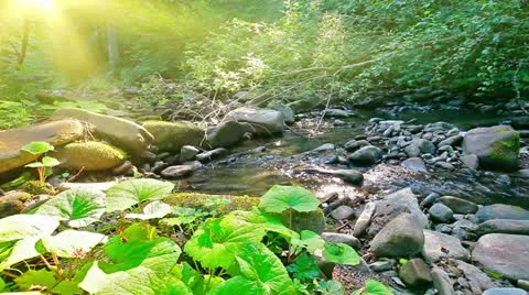 Mountain stream Stock Footage 21433626