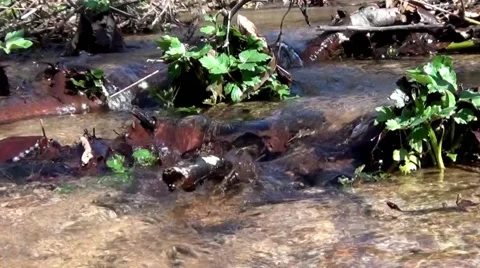 Mountain stream Vídeo Stock 62279171