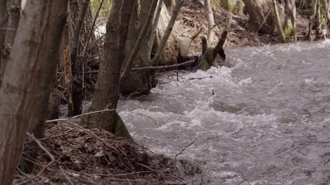 Mountain stream Stock Footage 73796674