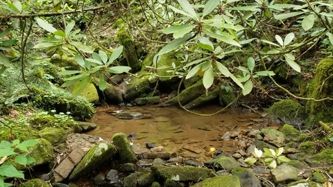 Mountain Stream Stock Footage 111932553