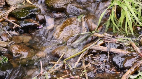 Mountain stream Stock Footage 119468853