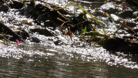 Mountain stream Stock Footage 119470199