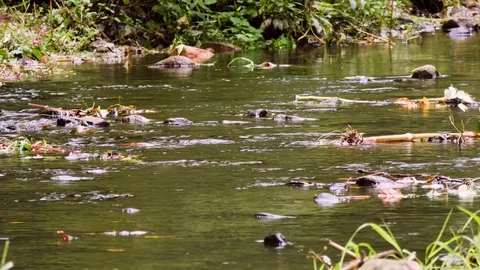 Mountain stream Stock Footage 119470414