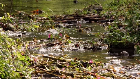 Mountain stream Stock Footage 119470653