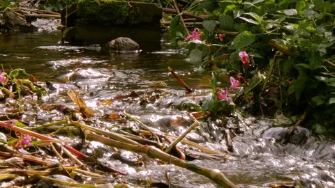 Mountain stream Stock Footage 119470776