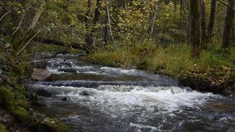 Mountain stream Stock Footage 119635864