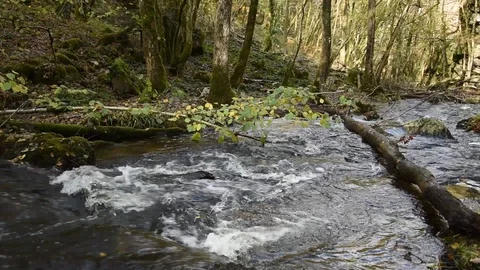 Mountain stream Stock Footage 119636074