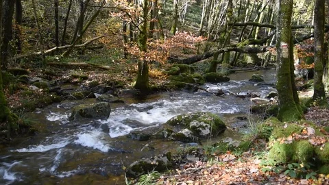 Mountain stream Stock Footage 119637606