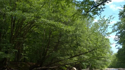 Mountain Stream Stock Footage 201075067