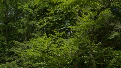 Mountain Stream Stock Footage 201075904