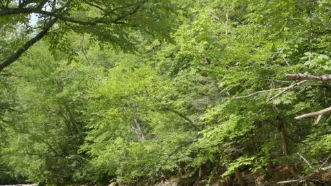 Mountain Stream Stock Footage 201075911