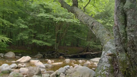 Mountain Stream Stock Footage 201076239