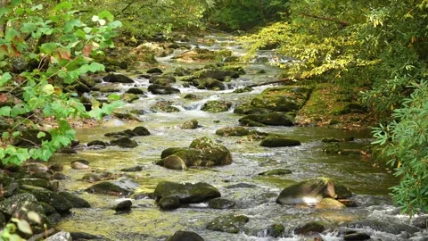 Mountain Stream 動画素材 253755964